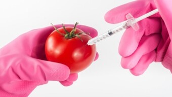 Genetically modified organisms