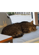 Update 19: Cats cryptocurrency prediction experiment!