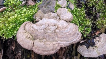Artist's conk - a beautiful arboreal mushroom