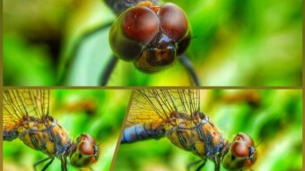 Dragonfly Macrophotography, by @nevlu123
