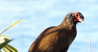 West Mexican Chachalaca