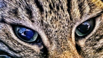 Animal Universe