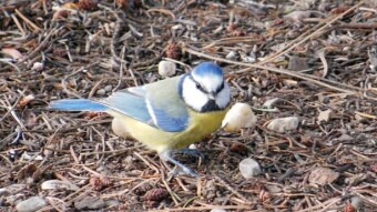 Bird walks in well-worn places and self-seeding oaks - My Actifit Report Card: November 9 2022
