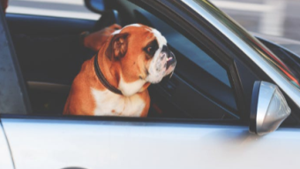 Surprising Information About Dogs Left In Hot Cars That Every Dog Owner Should Read