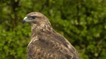 Buteo buteo