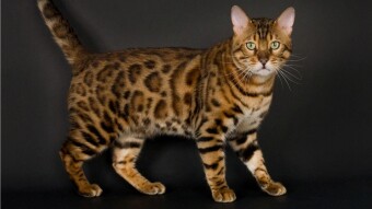 Luxury life and most expensive cats in the world(only for crypto whales)