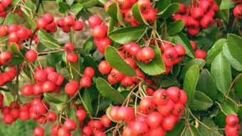 Herbal pharmacy Hawthorn