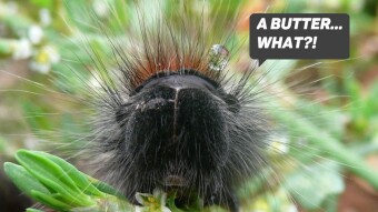 Don't Stay Larva, Become a Butterfly And Life Will Never Be Dull Again