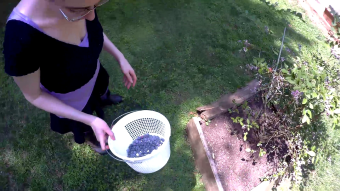 Blueberry picking point of view video