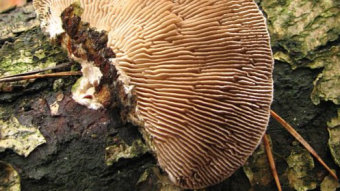 Mushrooms occurring in Europe - Lenzites betulina