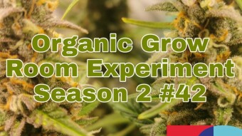 Organic Grow Room Living Soil Experiment Season 2 #42 - End Is Near
