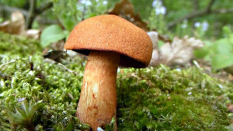 Poisonous mushrooms in the world - Cortinarius semisanguineus (Surprise Webcap)