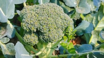 Broccoli Garden video