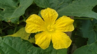 Golden Blooms of Simplicity A Morning with the Pumpkin Flowers