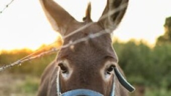 A Mad Donkey In The Market