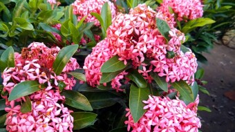 Rongon flower photography