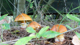 So many mushrooms have not been harvested in such a short time