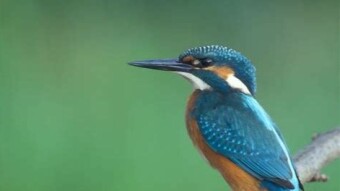 Alcedo atthis