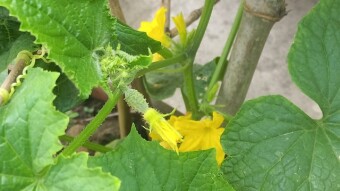Photography of Khira/Cucumber flower.