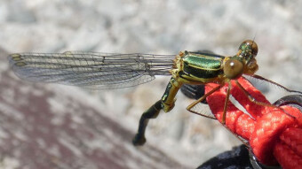 Green bud "dragonfly born badly" - (Chalcolestes viridis)
