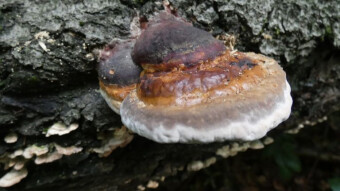 It's the middle of summer, but there aren't many mushrooms - Walks in beech forests
