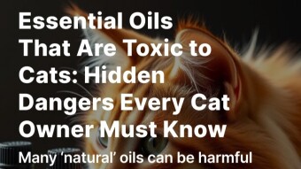 Essential Oils That Are Toxic to Cats: Hidden Dangers Every Cat Owner Must Know
