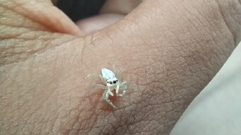 I Found A Tiny White Spider and Took Some Photos.