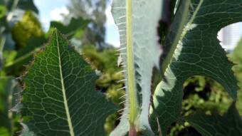Milk thistle, a substitute for opium