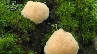 Mushrooms occurring in Europe - Postia ptychogaster