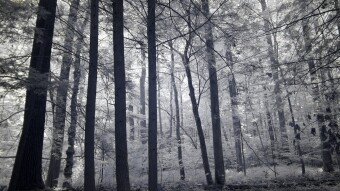 Trees throughout the forest - Infrared Photography
