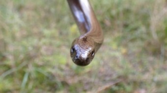It looks like a viper, but appearances are deceptive - a Slow worm