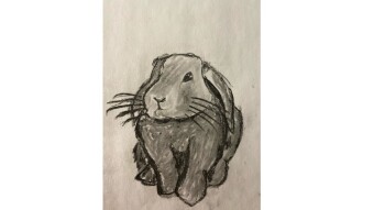 I drew a bunny
