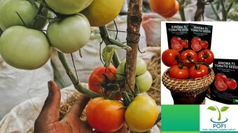 A client planted the Simona F1, an "indeterminate" tomato that continues to produce!