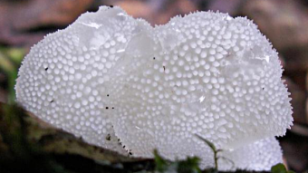 Mushrooms occurring in Europe - Pseudohydnum gelatinosum