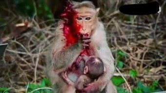 This story is about mother..
