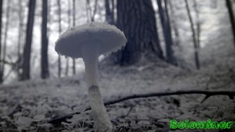 Mushroom emerging from the ground cover - Infrared Photography