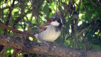 Most of the birds left the bench, the faithful sparrow remained