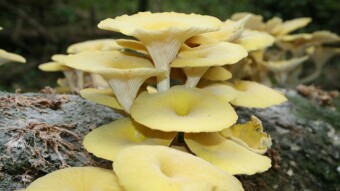 Mushroom Monday - Welcome Invaders: Golden Oyster