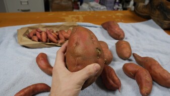 A closer look at the Sweet Potato harvest