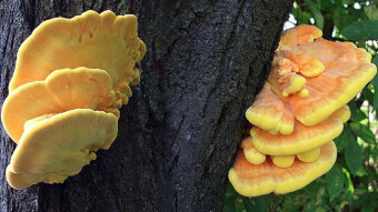 Mushrooms occurring in Europe - Laetiporus sulphureus