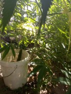 Garden Trash