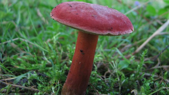 Mushrooms occurring in Europe - Boletus rubellus