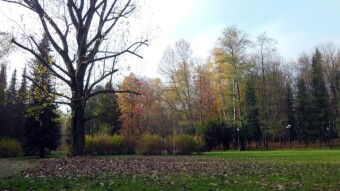 Finally the sun showed up, I took a completely different and in addition a mysterious walk - My Actifit Report Card: November 11 2024