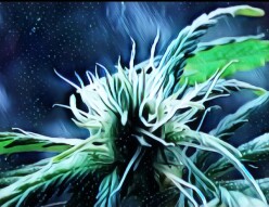 Digital Art from the Mystical Herb Garden. High CBD