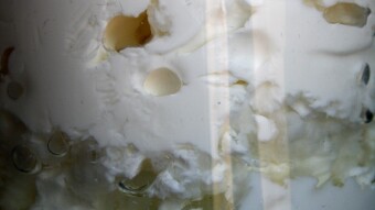 Milk kefir