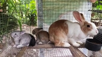 My 1st Rabbit
