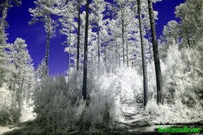 Ultraviolet and Infrared Photography - Wild Turkey Trail at Chattahoochee Bend State Park
