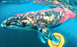 $ 83 Million dollars moved by a whale presume an advance to the Bitcoin price drop.