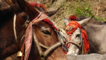 Off-The-Beaten-Path Manaslu Circuit: Day 4