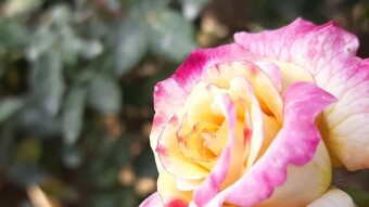 Nice rose photography and a videography